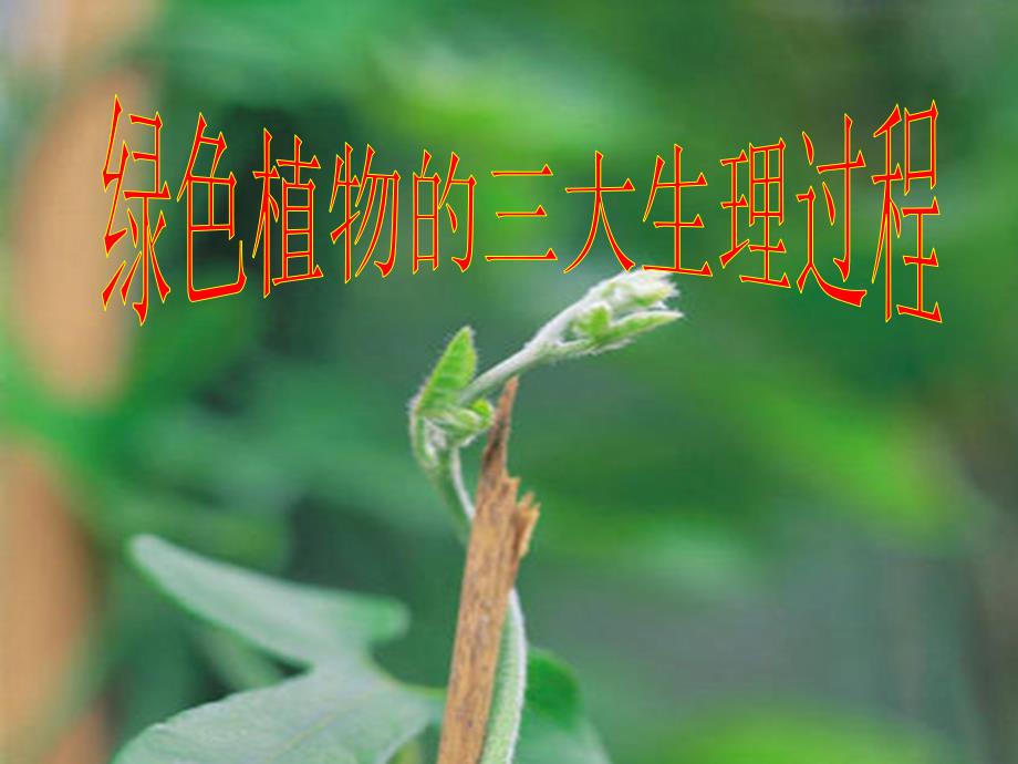 绿色植物三大生理过程_第1页