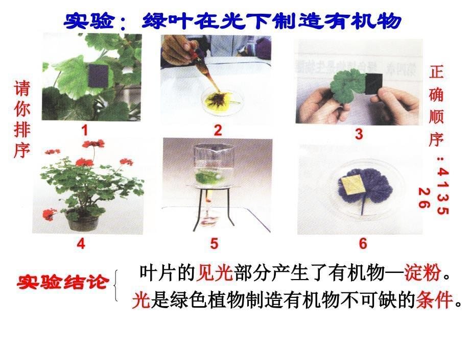 绿色植物三大生理过程_第5页