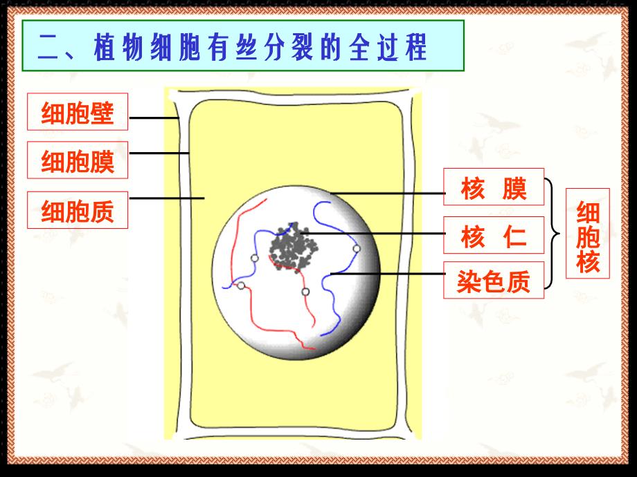 植物细胞的有丝分裂_第3页