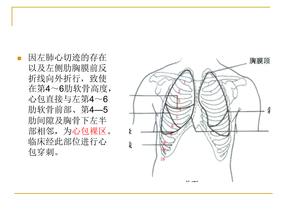 常用穿刺引流术的解剖(14-15-2)_第3页