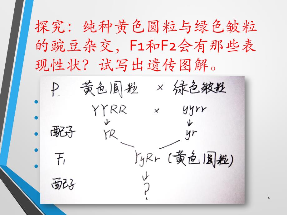 对自由组合现象的解释_第4页