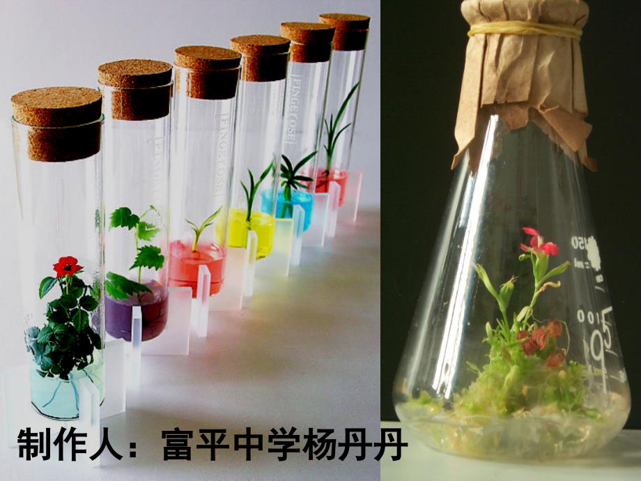 植物体细胞杂交技术配套课件_第1页