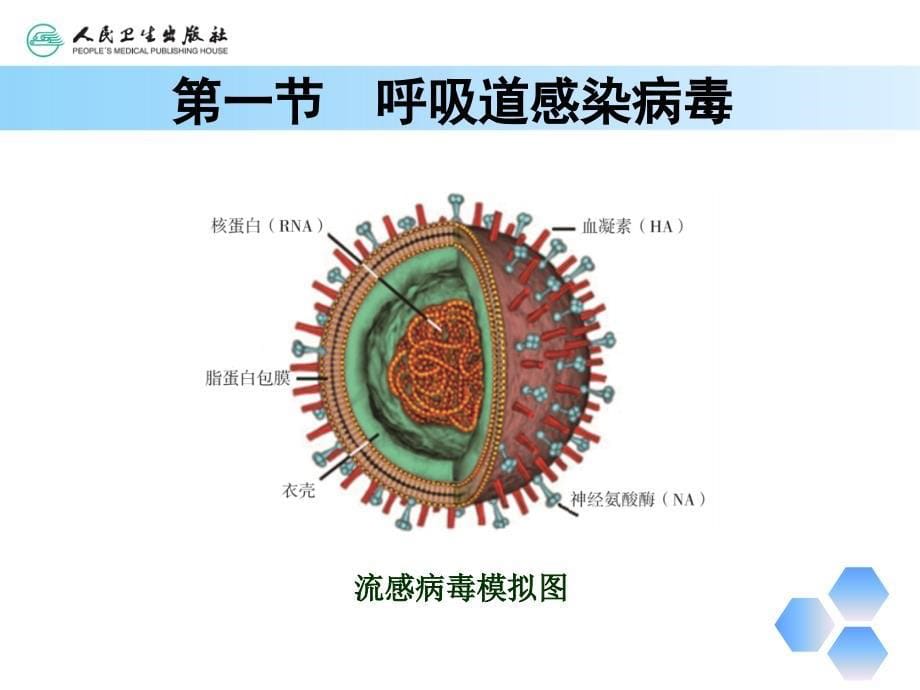 第六章 常见病毒_第5页