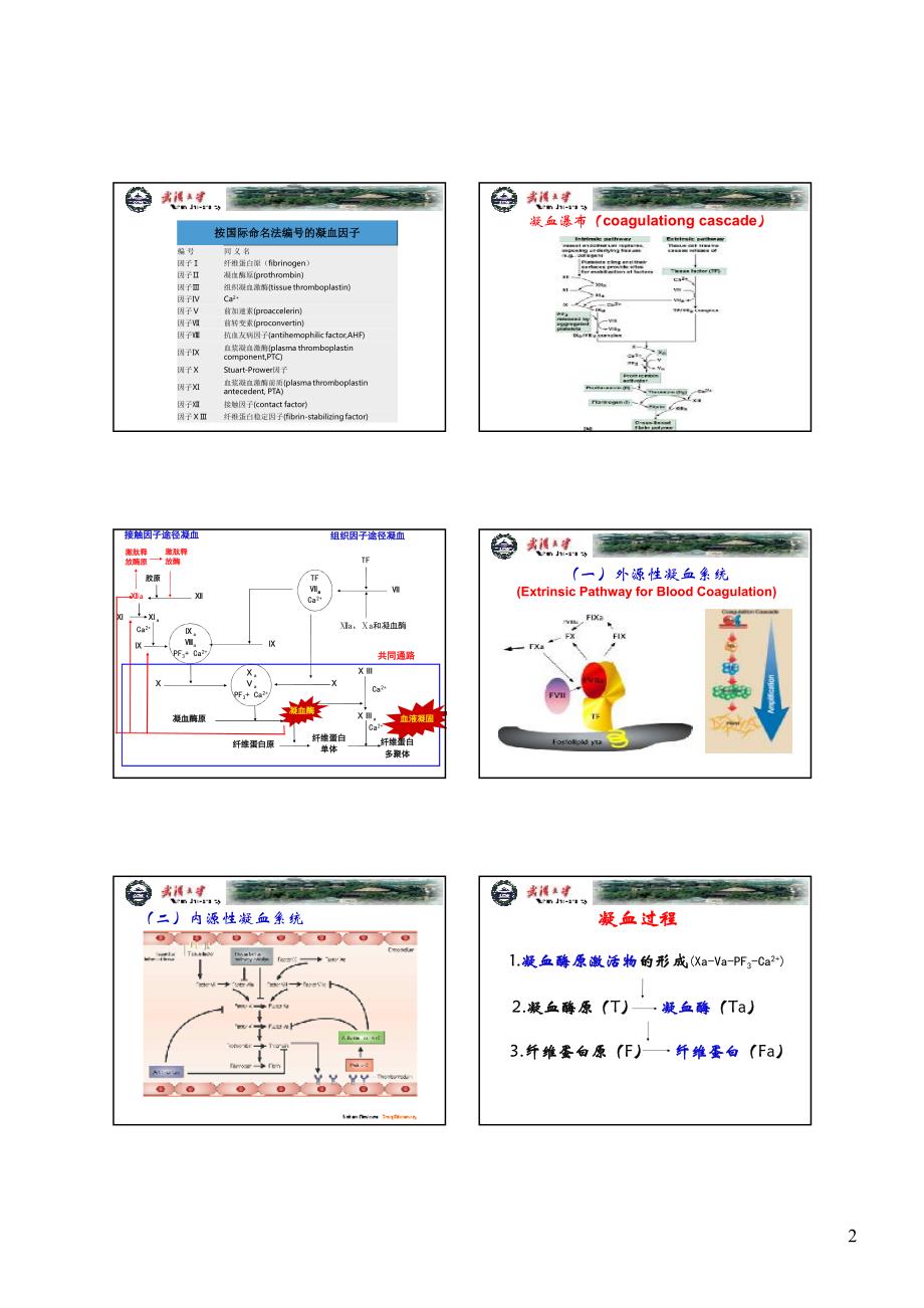 病理生理学~DIC[高教版]凝血与抗凝血平衡_第2页