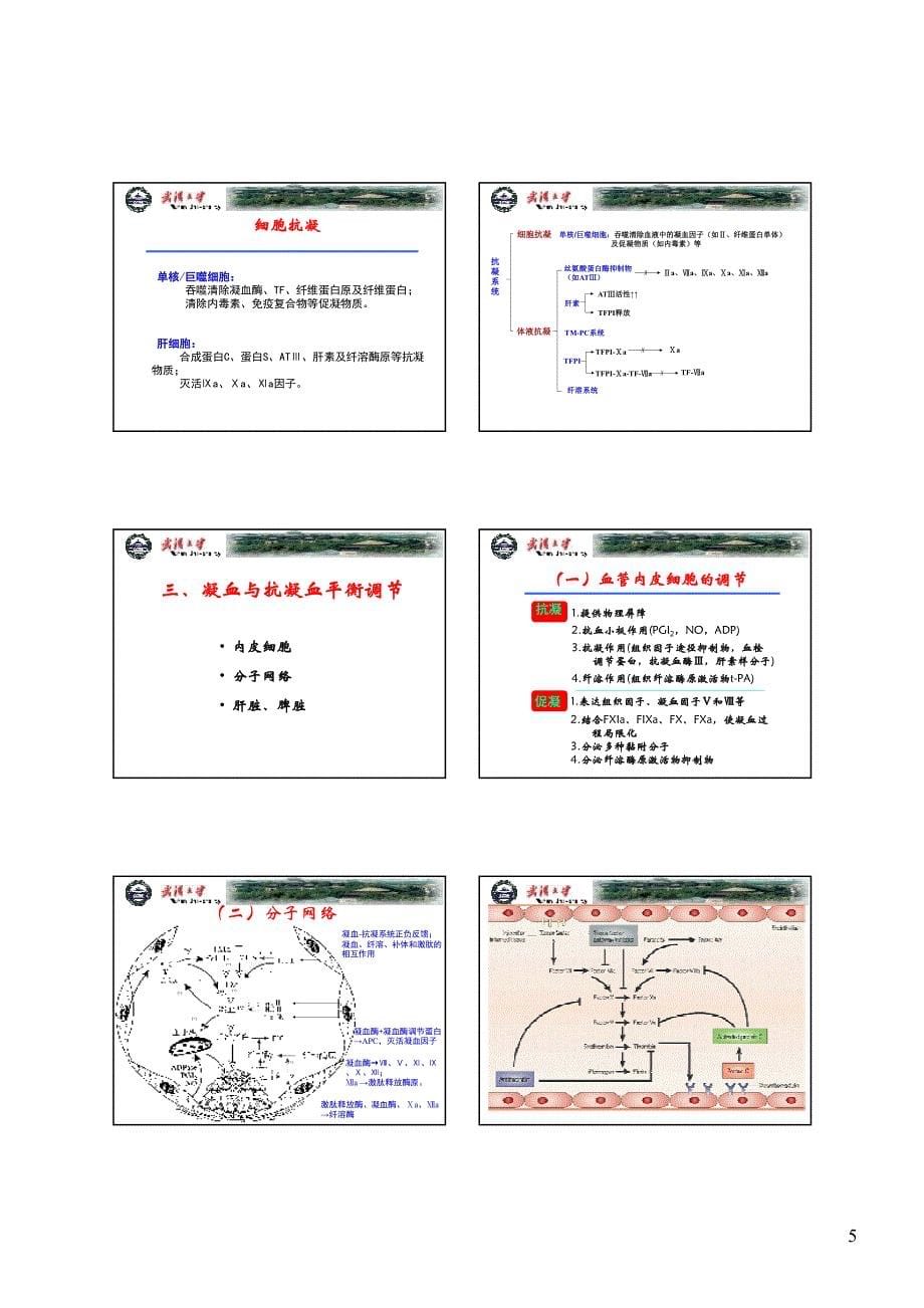 病理生理学~DIC[高教版]凝血与抗凝血平衡_第5页