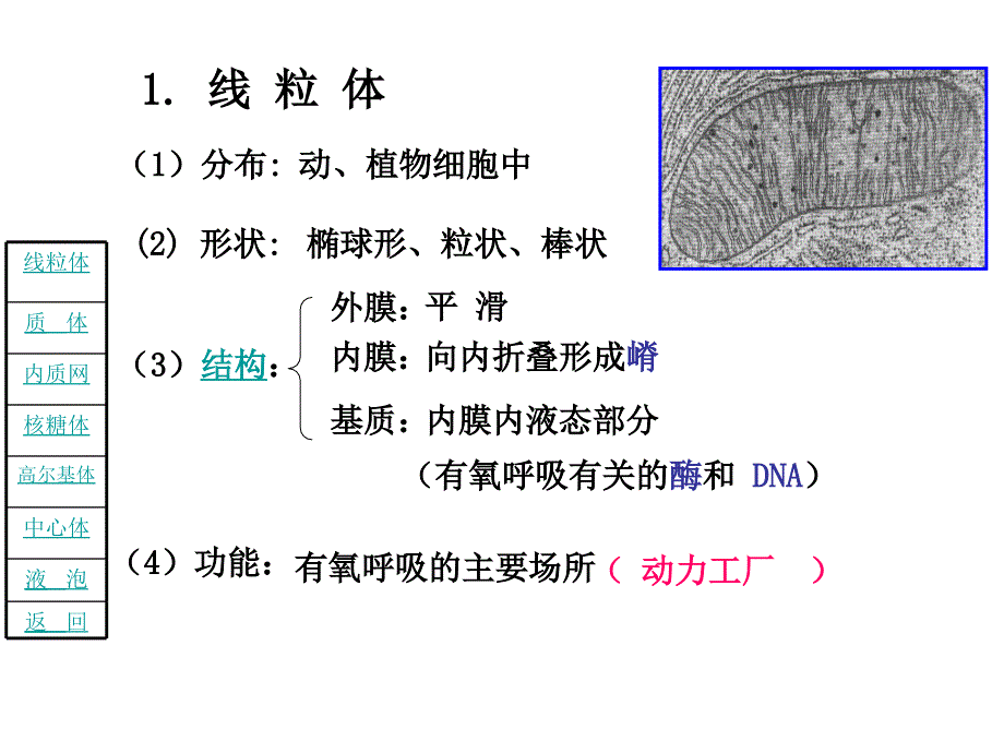 高二生物细胞质的结构和功能_第4页