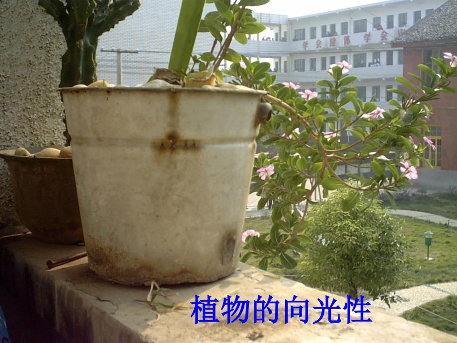 高中生物必修3 植物的激素调节_第2页