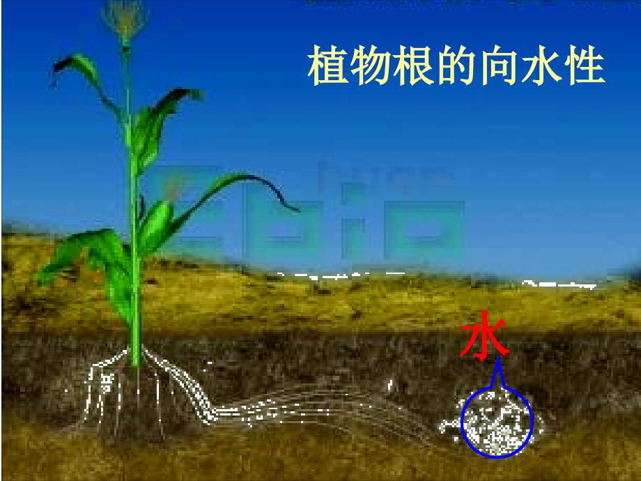 高中生物必修3 植物的激素调节_第3页