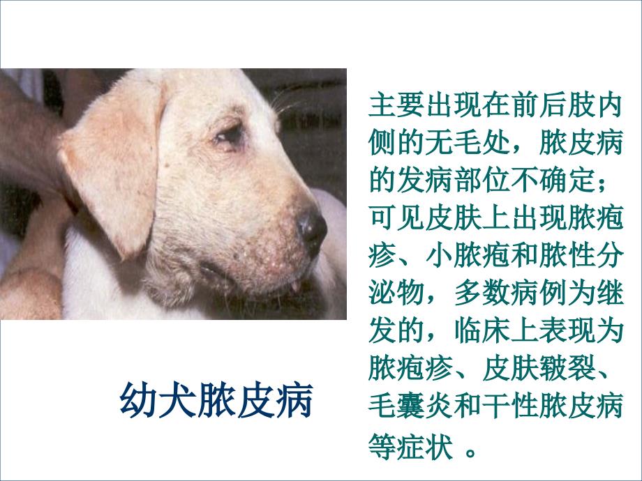 犬猫脓皮症和过敏性皮肤病_第2页