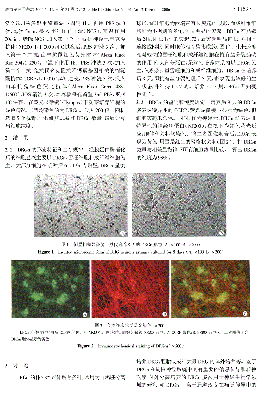 胚胎大鼠背根神经节神经元的培养与纯化_第2页