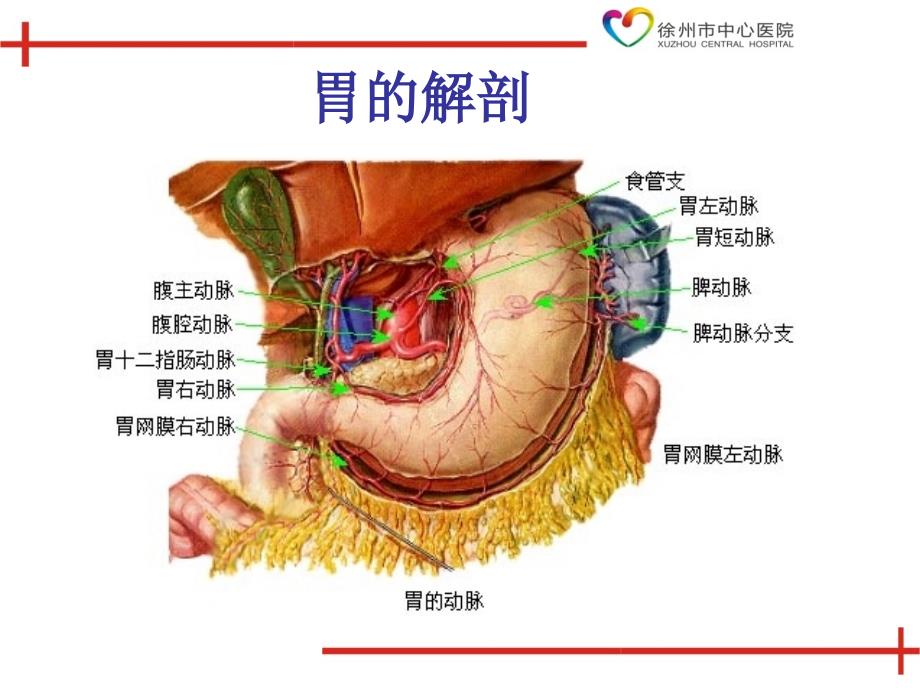 胃肠道解剖及常用术式_第2页