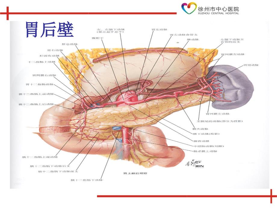 胃肠道解剖及常用术式_第4页