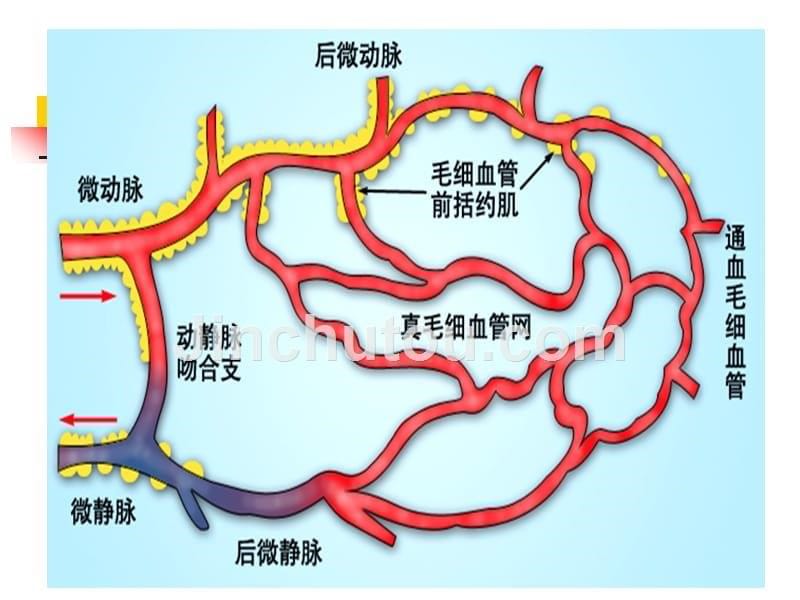 动脉1-新修改_第5页