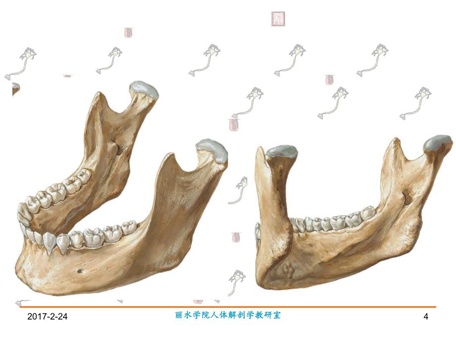 口腔解剖图片,口腔_第4页