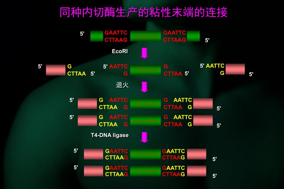 基因工程的操作过程_第4页