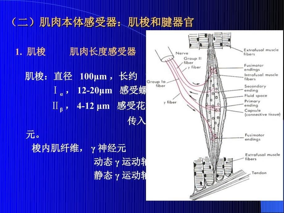 运动神经元学习2_第5页