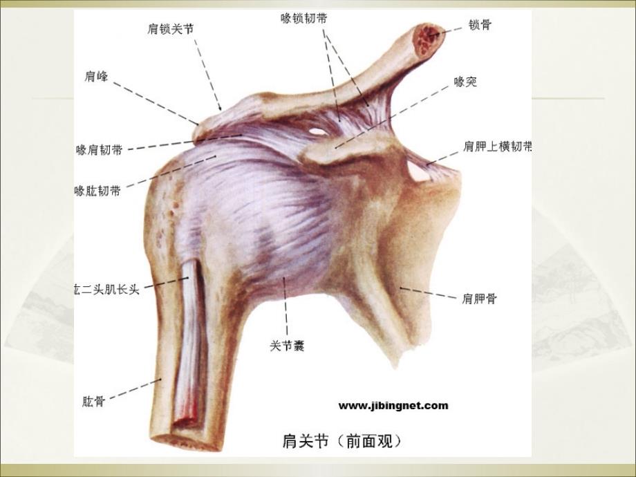 讲座6：肩周炎的综合治疗(肩周注射、内热针联合治疗)_第4页