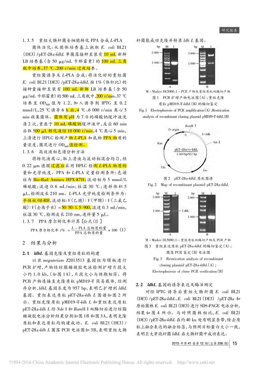 全细胞催化合成L_苯基乳酸重组大肠杆菌的构建_王颖1_第3页