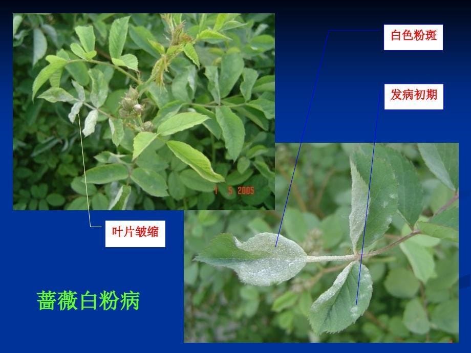 园林病害防治第五章 园林植物叶,花,果病害1_第5页