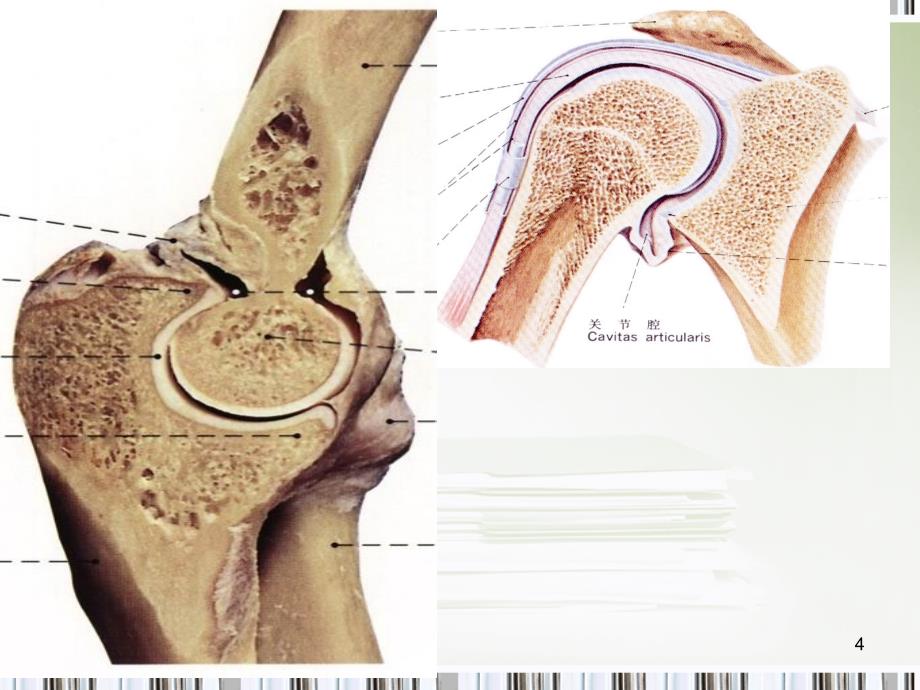 四年级下册《关节》课件_第4页