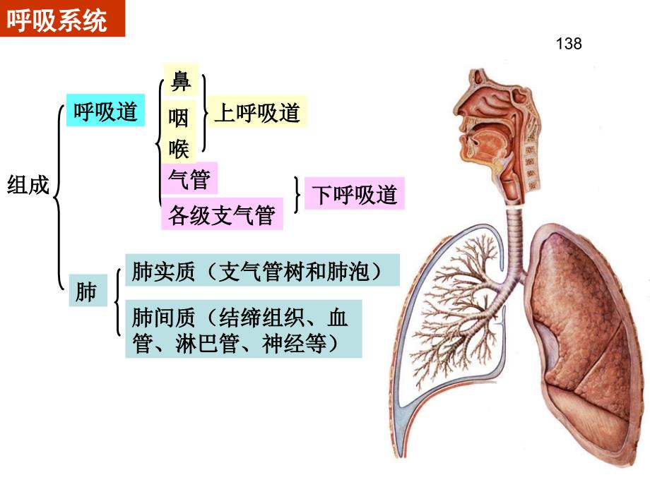 呼吸、泌尿系统和男性生殖系统_第2页