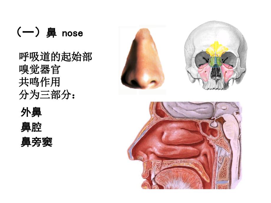 呼吸、泌尿系统和男性生殖系统_第4页