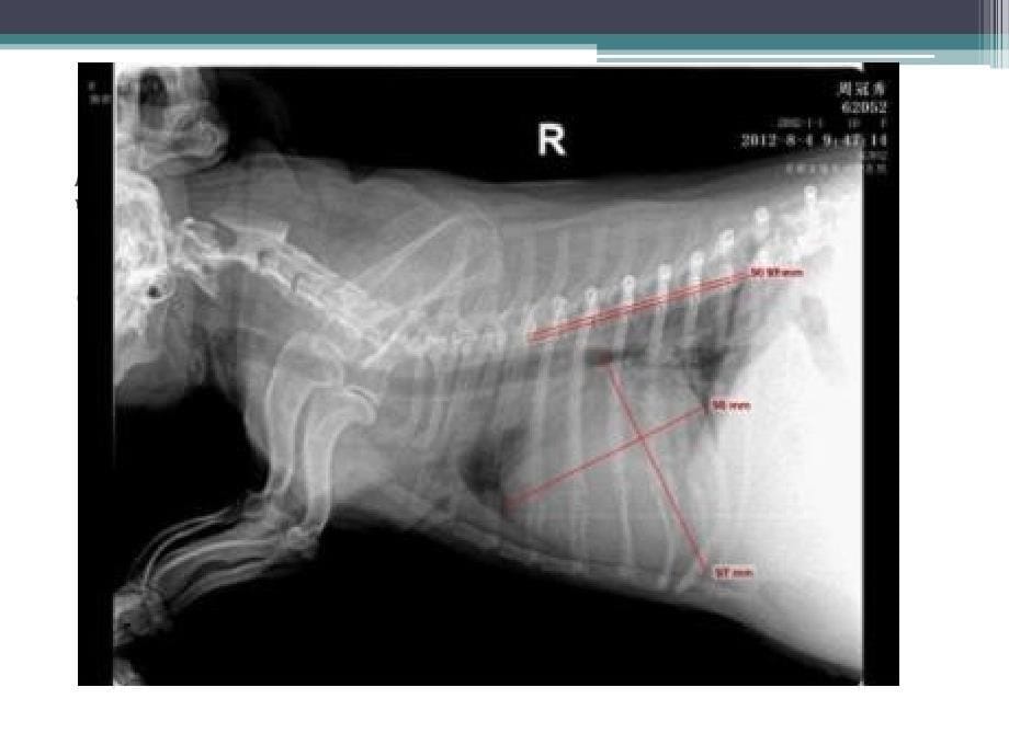 一例犬心力衰竭的诊治_第5页