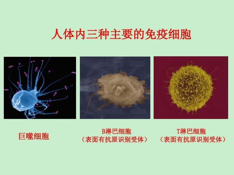 4. 抗体工程制药_第5页