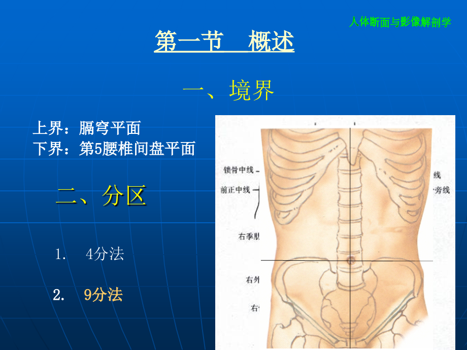 4 腹部断层解剖_第3页