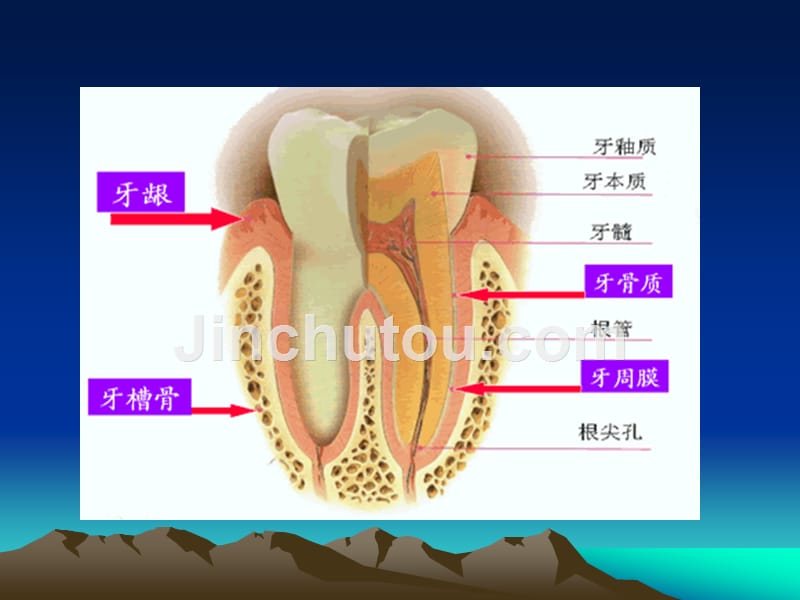 1牙周组织应用解剖_第4页