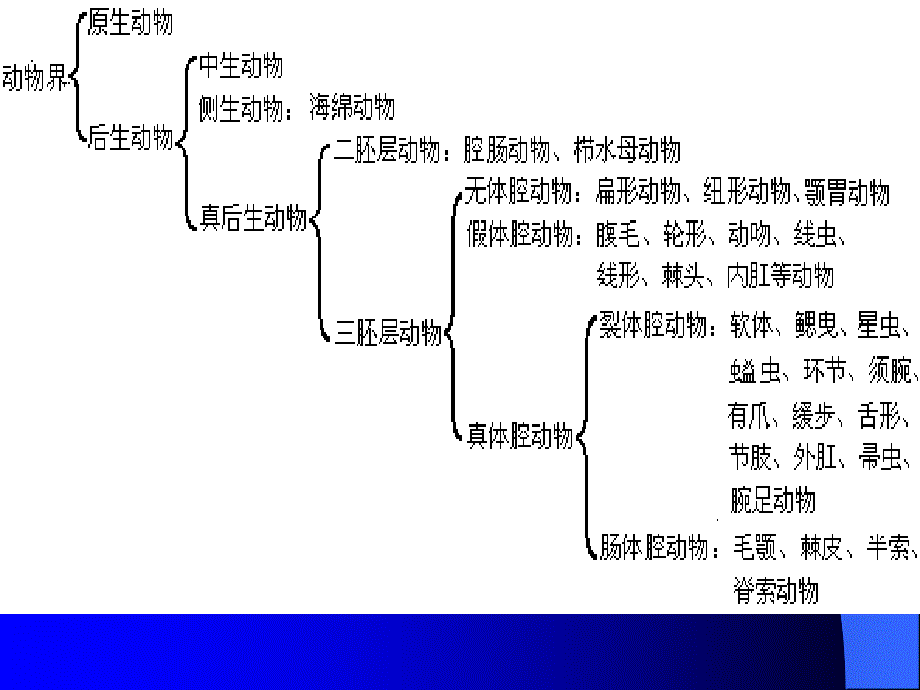 1原生动物门_第2页