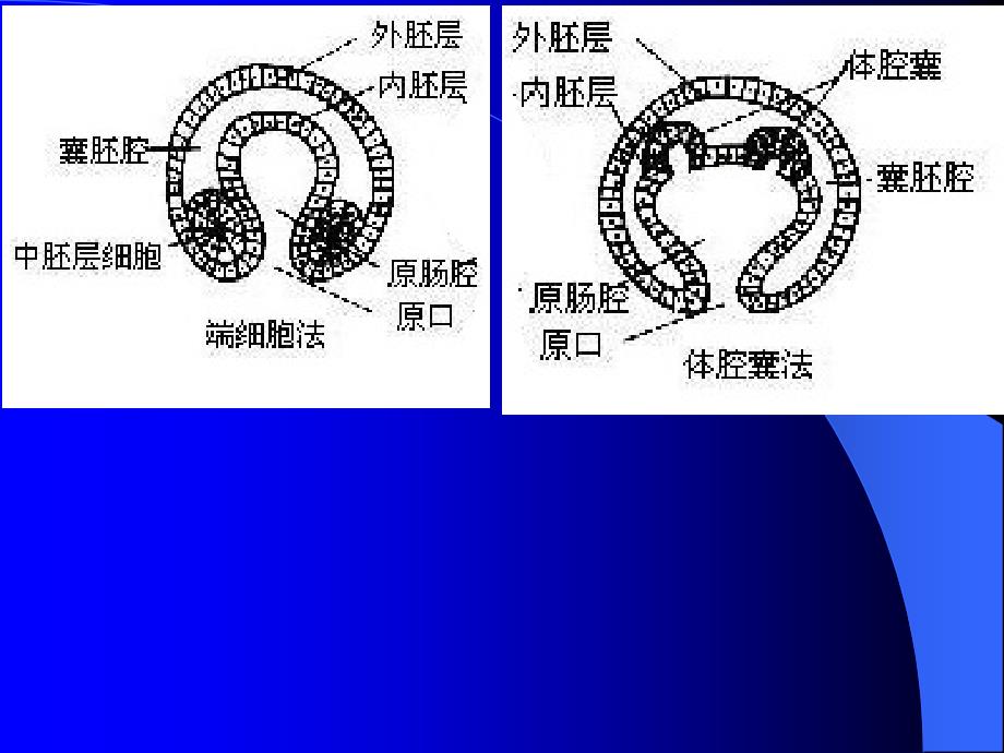 1原生动物门_第3页