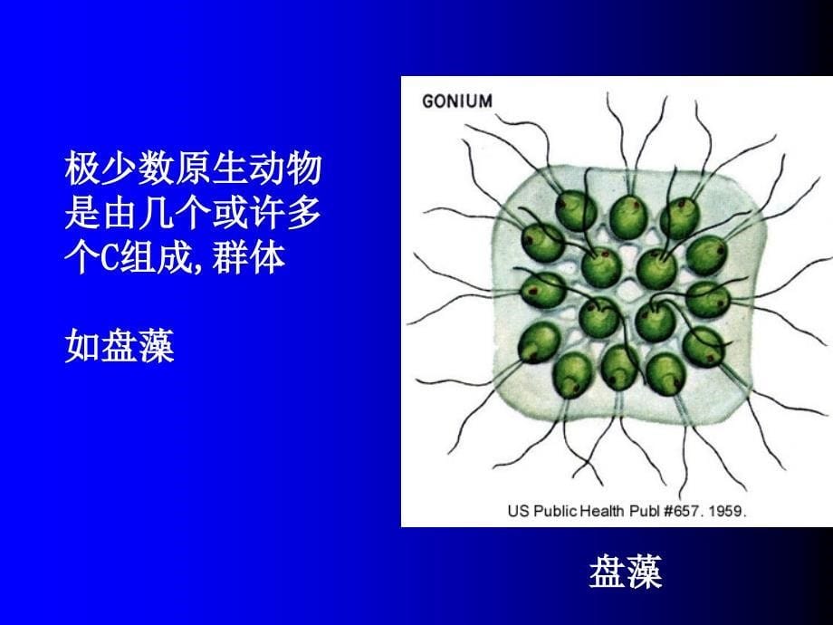 1原生动物门_第5页