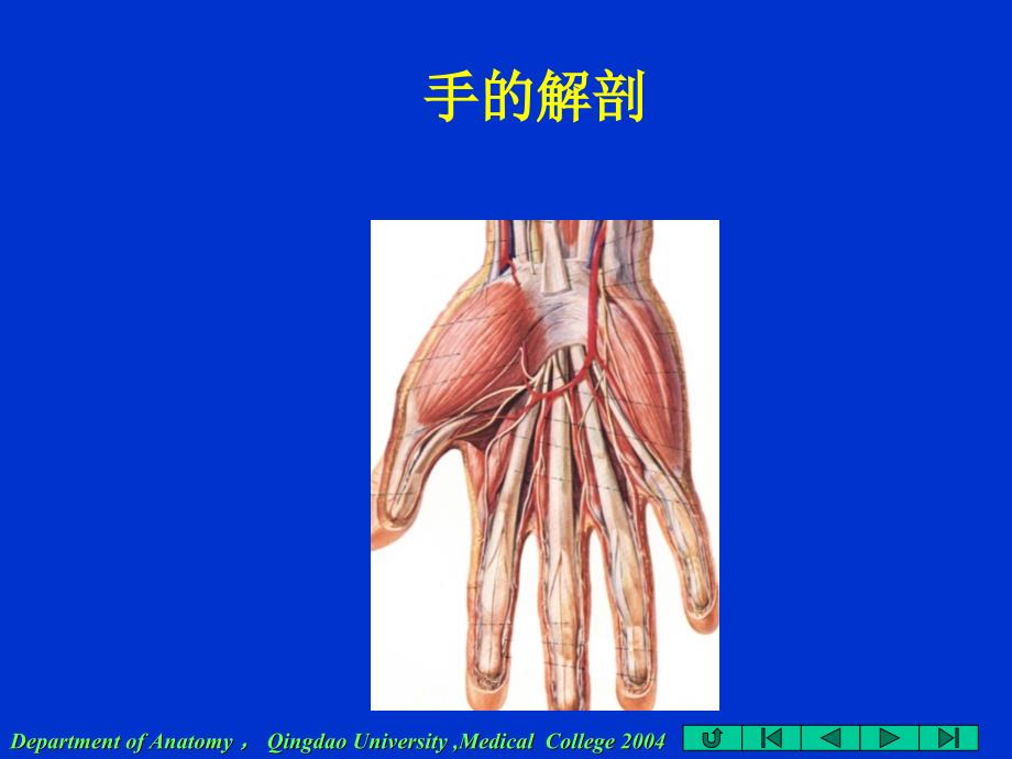 2015.07.02手的解剖_第1页