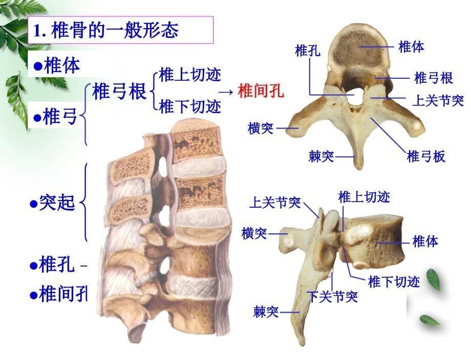 201509解剖学-运动系统-躯干骨及其连结(临床专业)_第5页