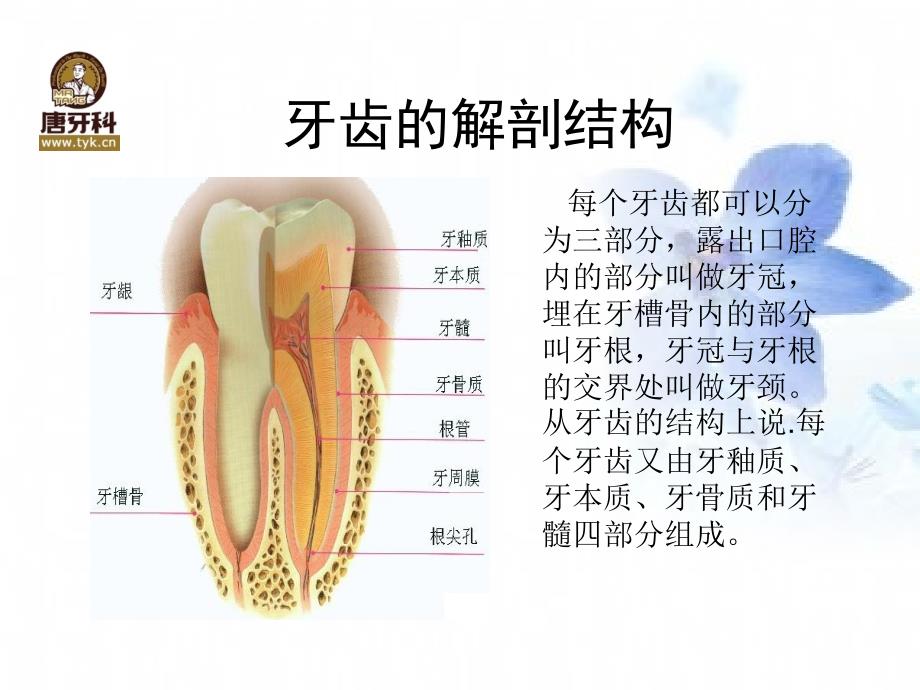 牙齿的结构跟作用_第4页