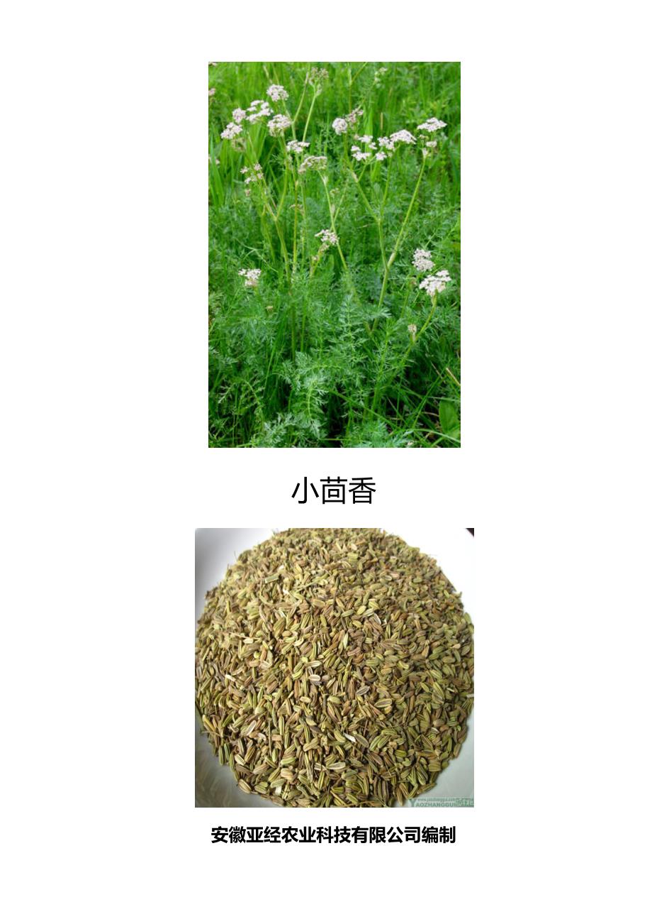 【最新】小茴香植物_第1页