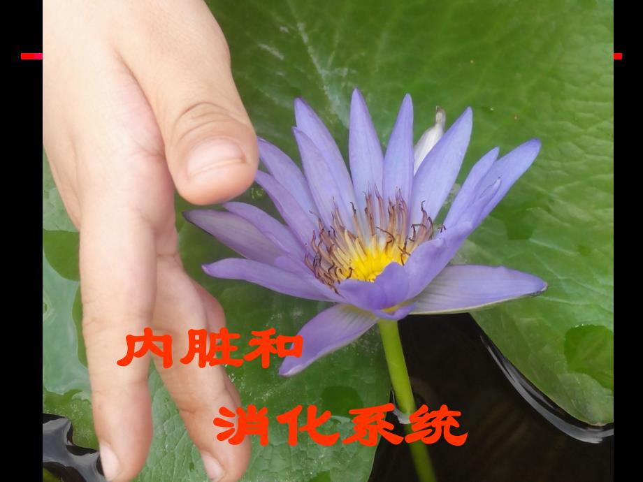 内脏和消化系统_第1页