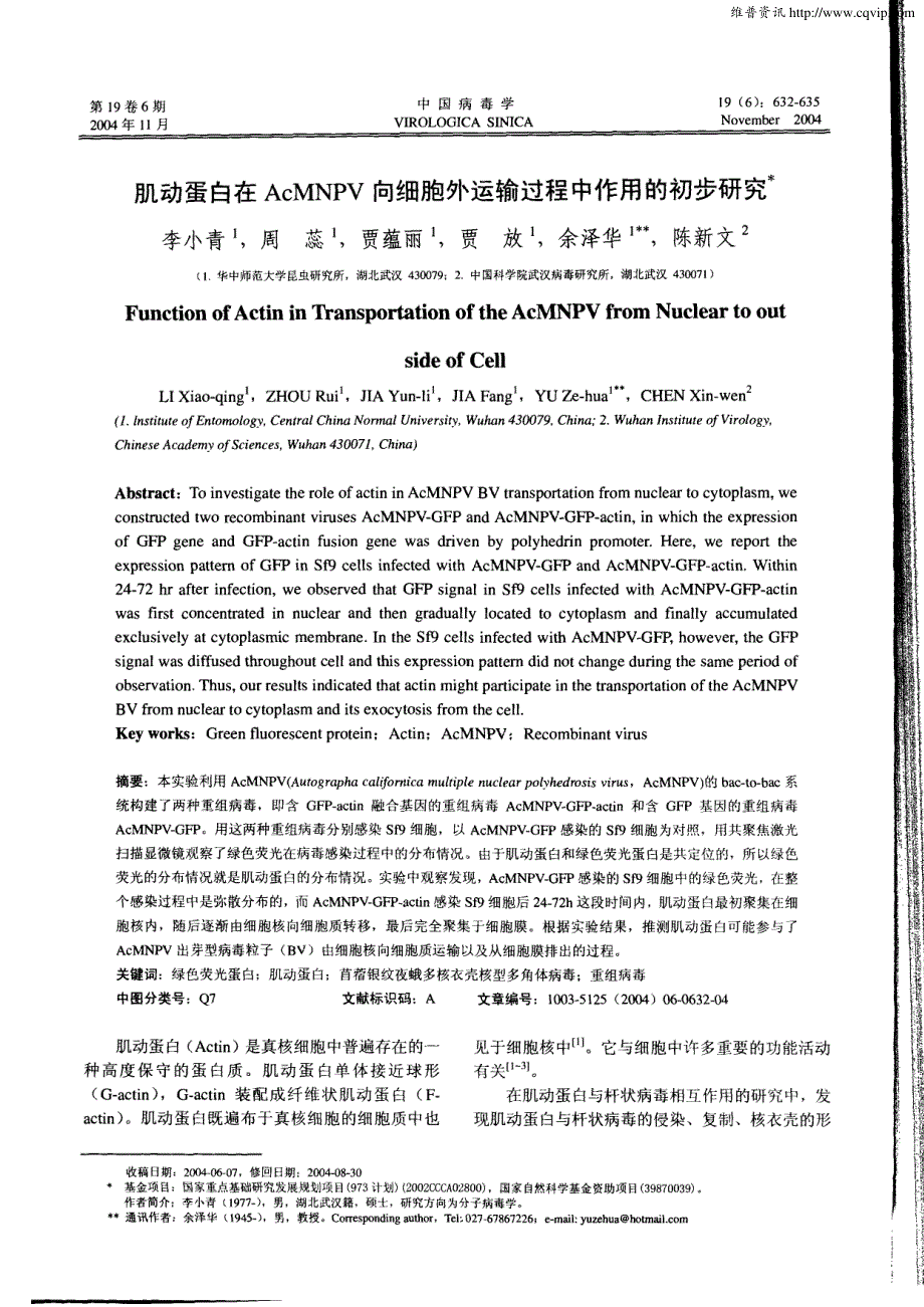 【最新】肌动蛋白在AcMNPV向细胞外运输过程中作用的初步研究_第1页