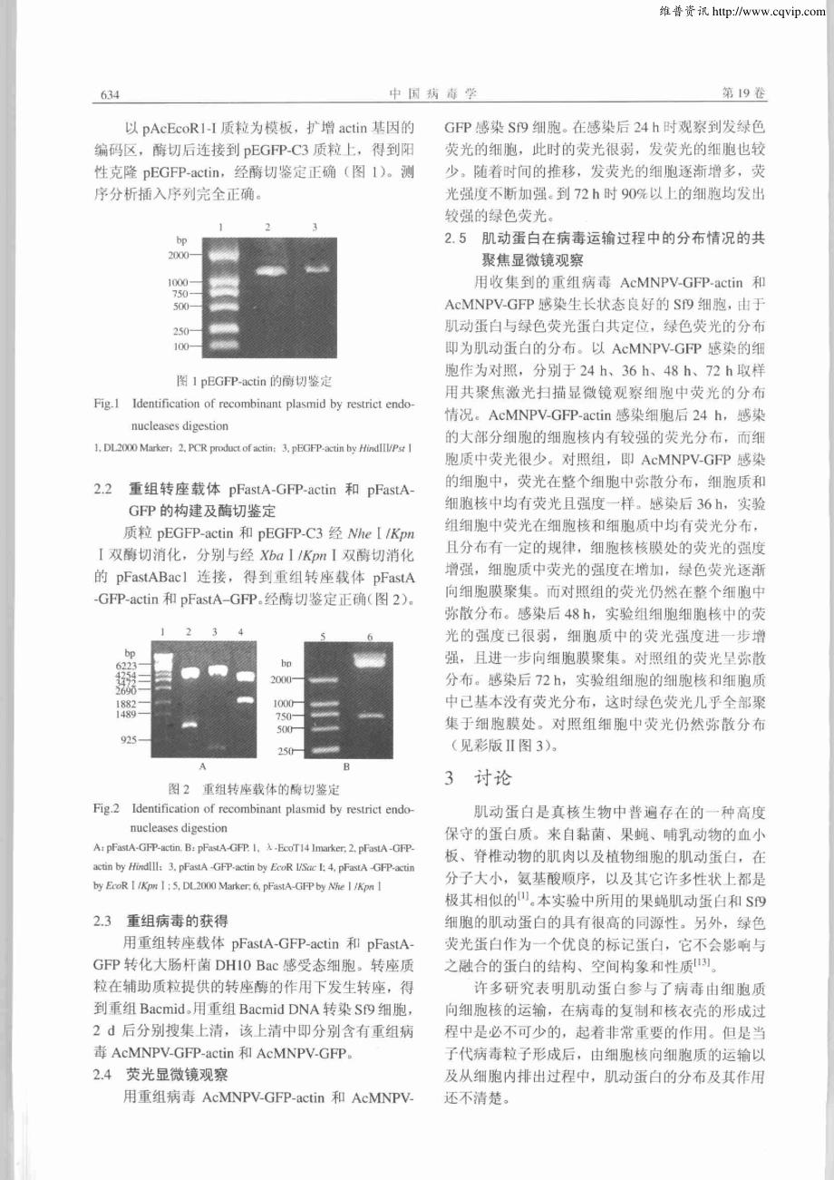 【最新】肌动蛋白在AcMNPV向细胞外运输过程中作用的初步研究_第3页