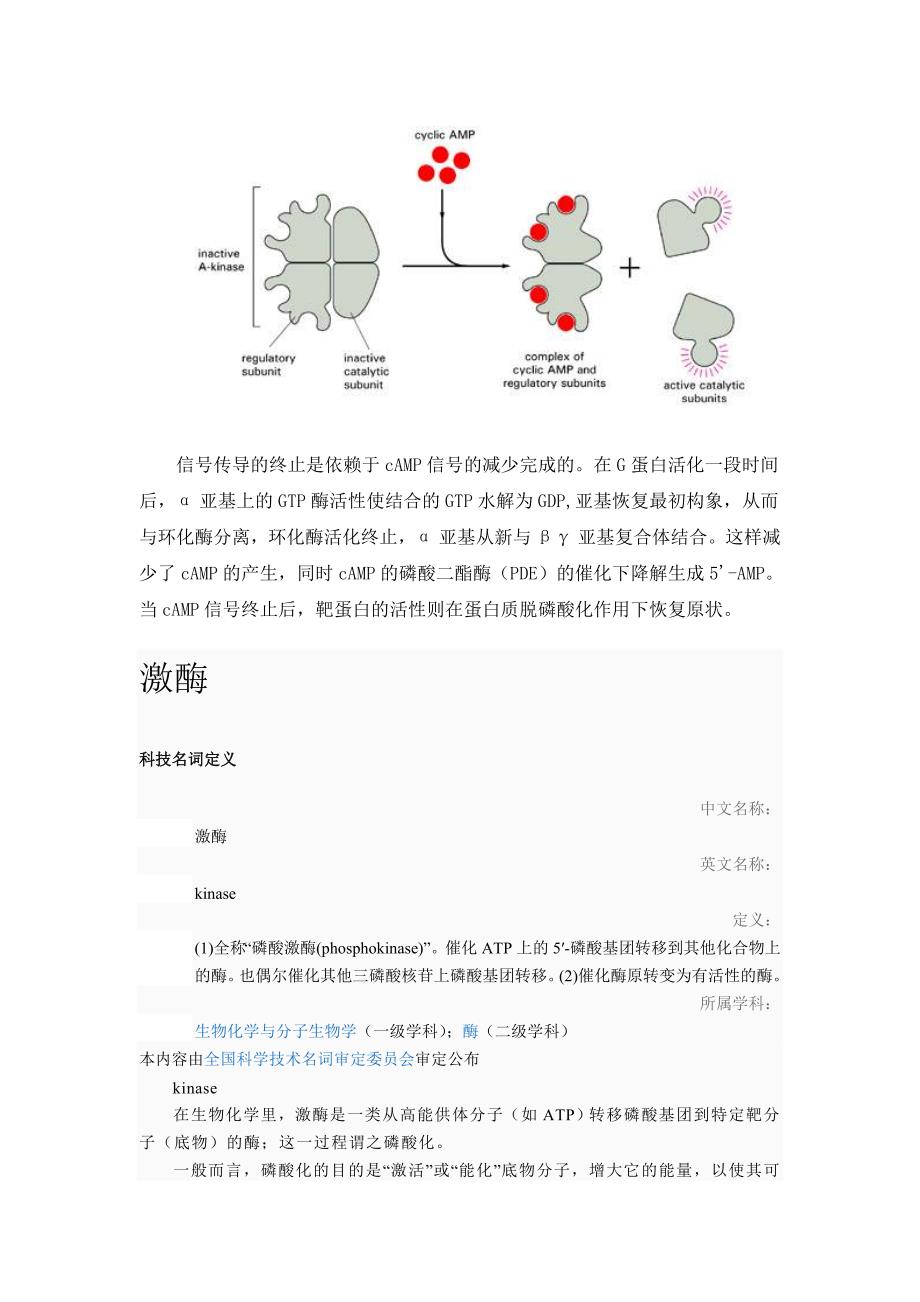 【最新】膜表面受体及跨膜信号转导_第3页