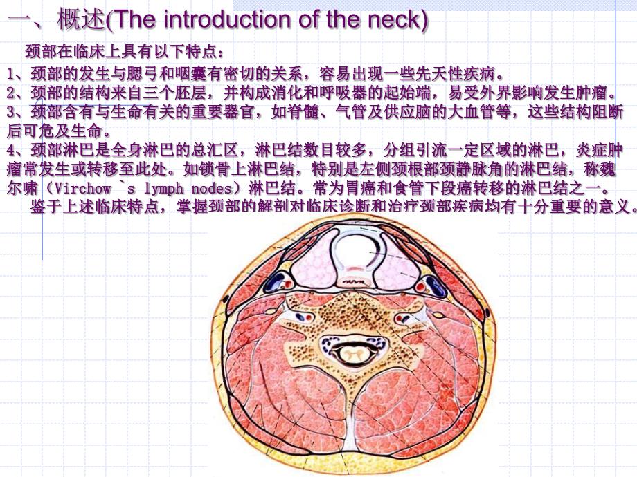 【最新】颈部的应用解剖_第2页