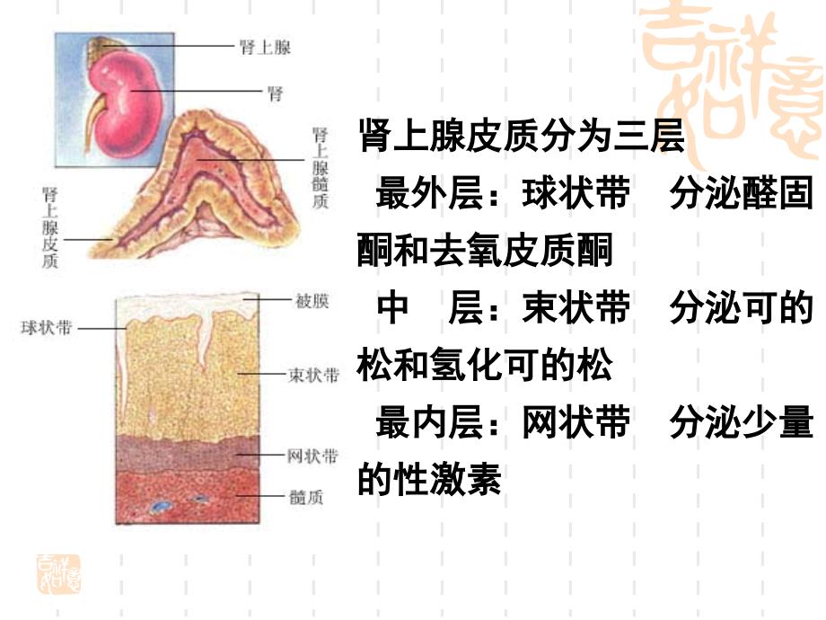 肾上腺皮质激素_第3页