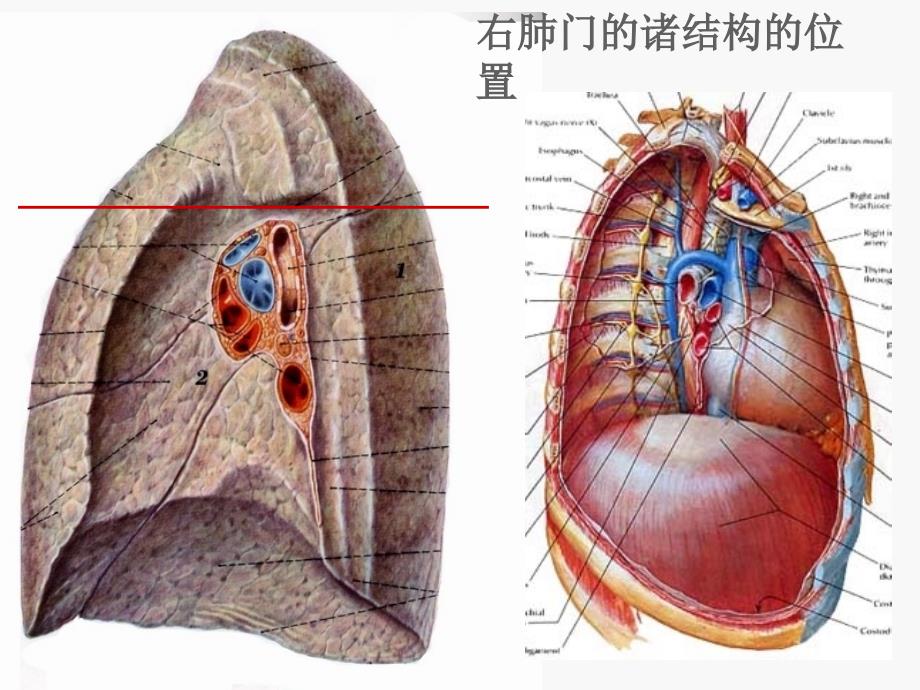 肺门和肺段断层解剖及CT(2015)_第2页