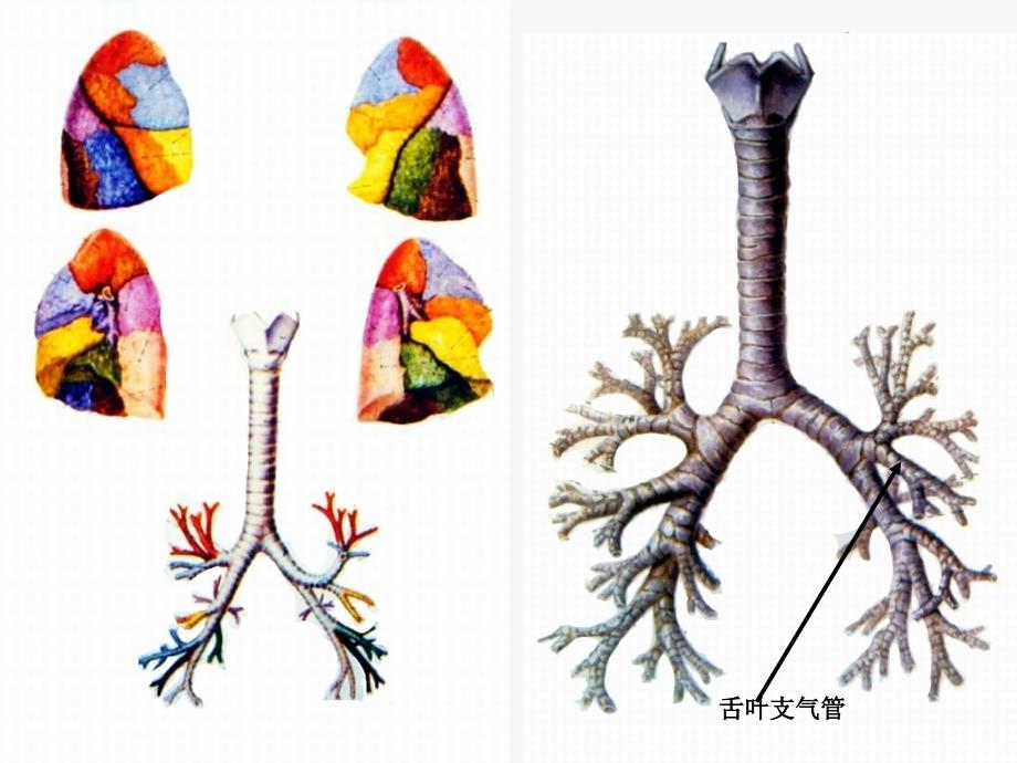 肺门和肺段断层解剖及CT(2015)_第4页