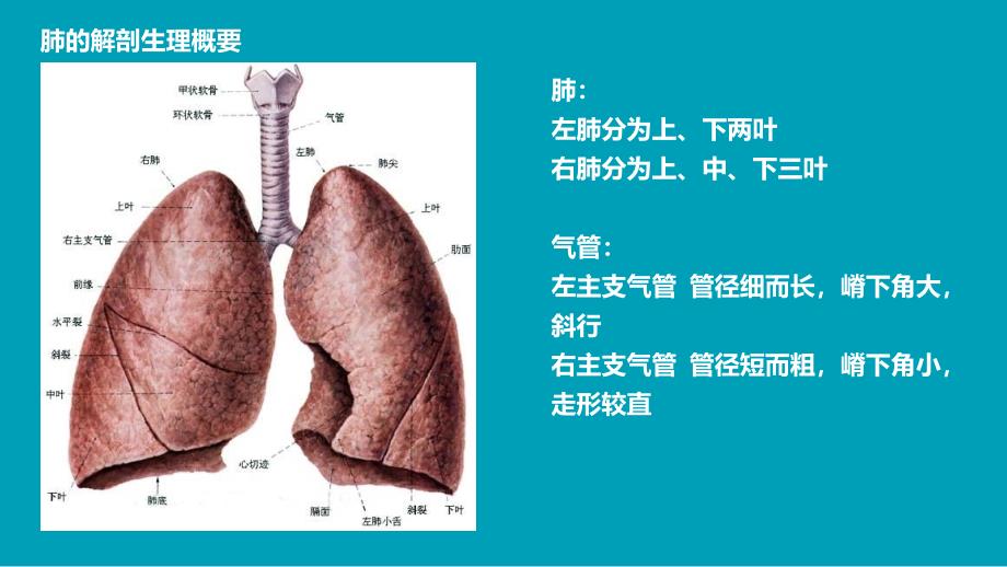 肺叶切除术护理查房_第4页