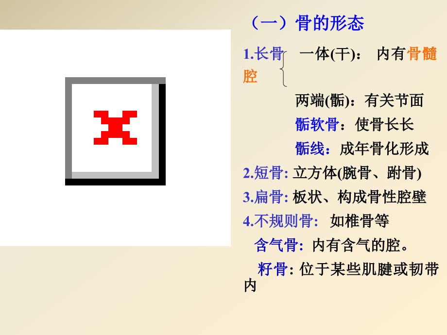 解剖-骨学_第3页