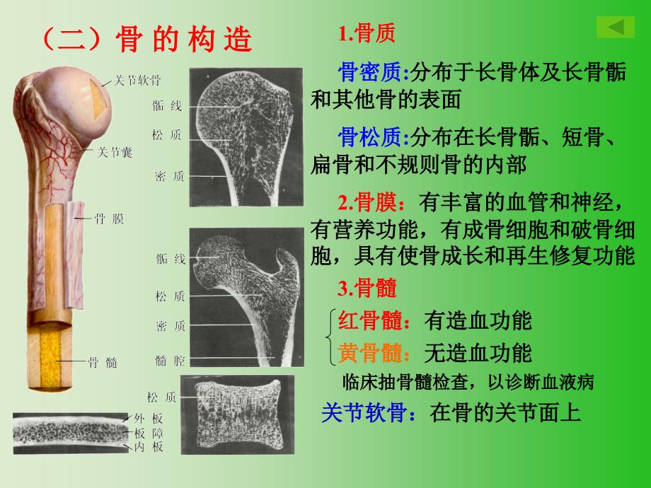 解剖-骨学_第4页