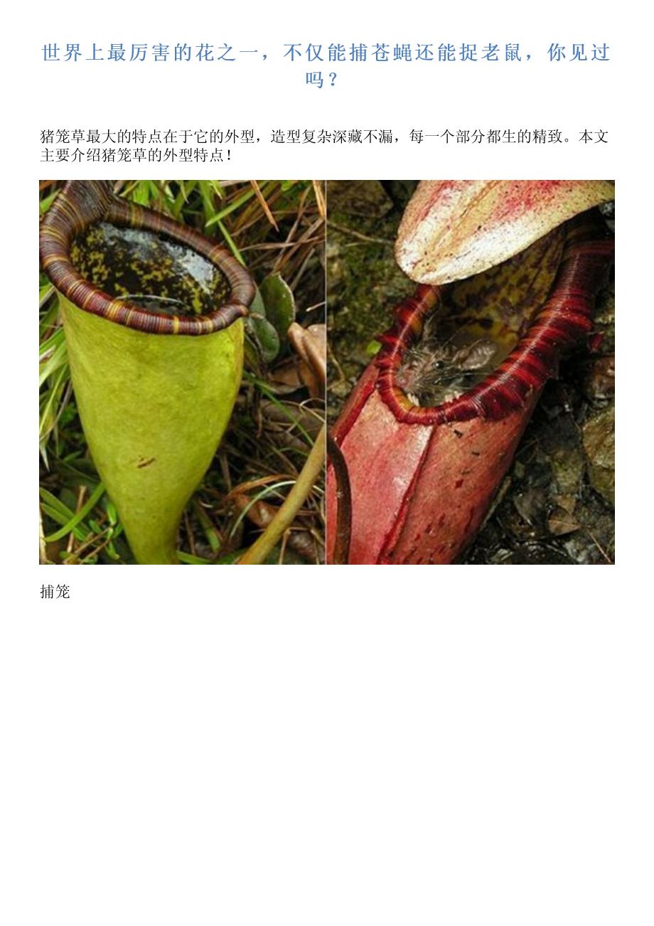 世界上最厉害的花之一,不仅能捕苍蝇还能捉老鼠,你见过吗？_第1页