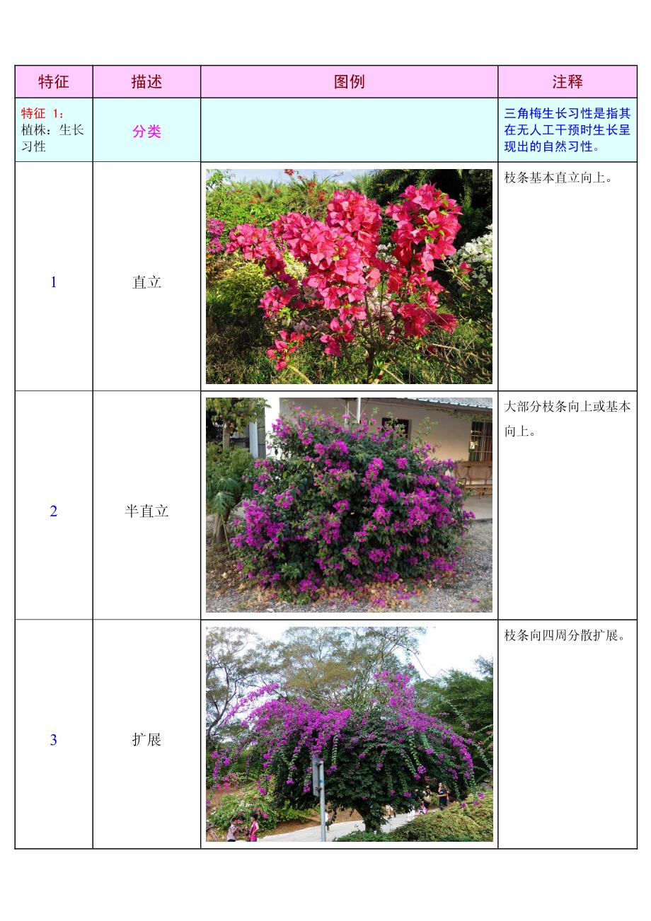 三角梅测试指南特性对照表_第2页